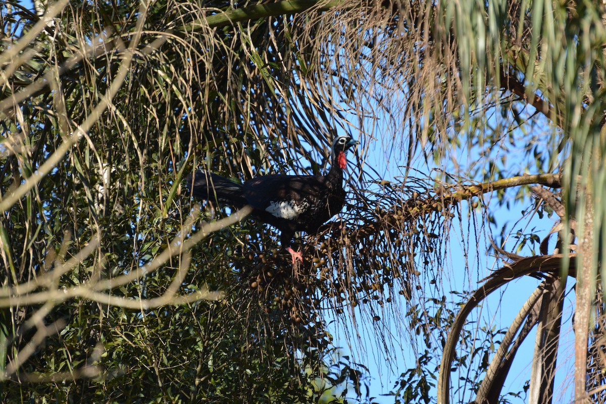 Black-fronted Piping-Guan - ML65397081