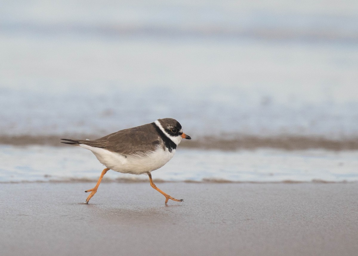Semipalmated Plover - ML65398281