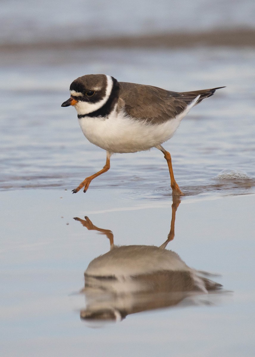 Semipalmated Plover - ML65399451