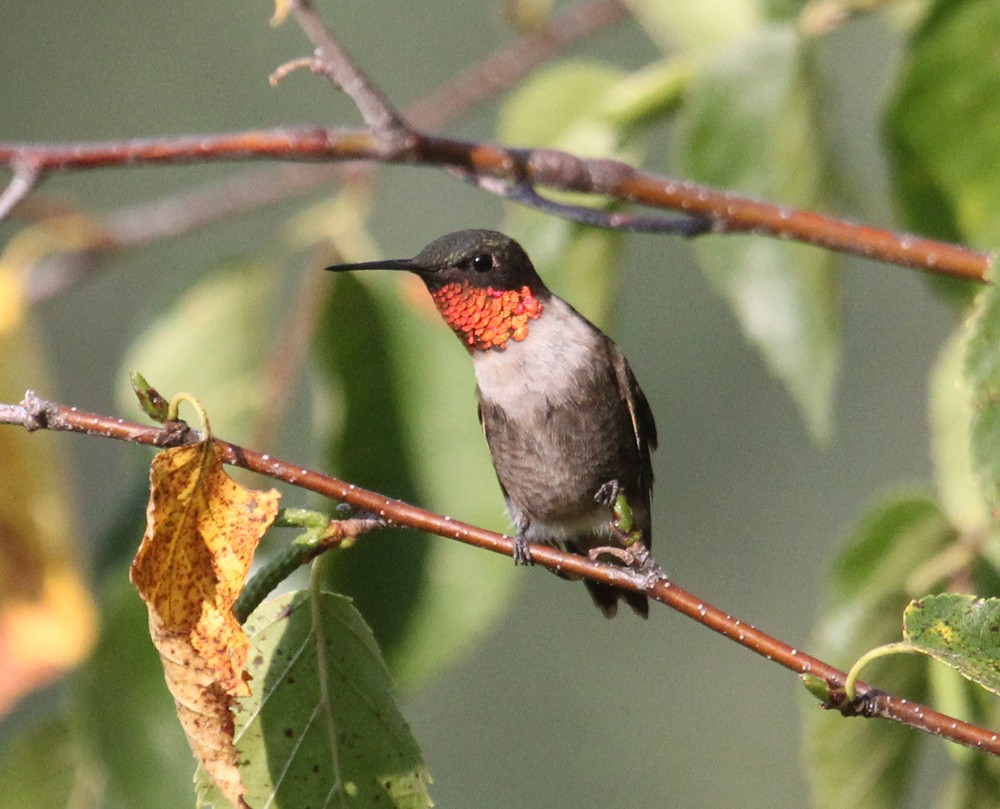 Ruby-throated Hummingbird - Chris Charlesworth