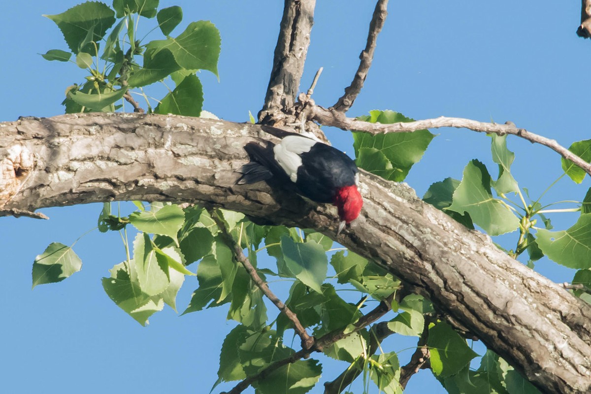 Red-headed Woodpecker - ML65401131