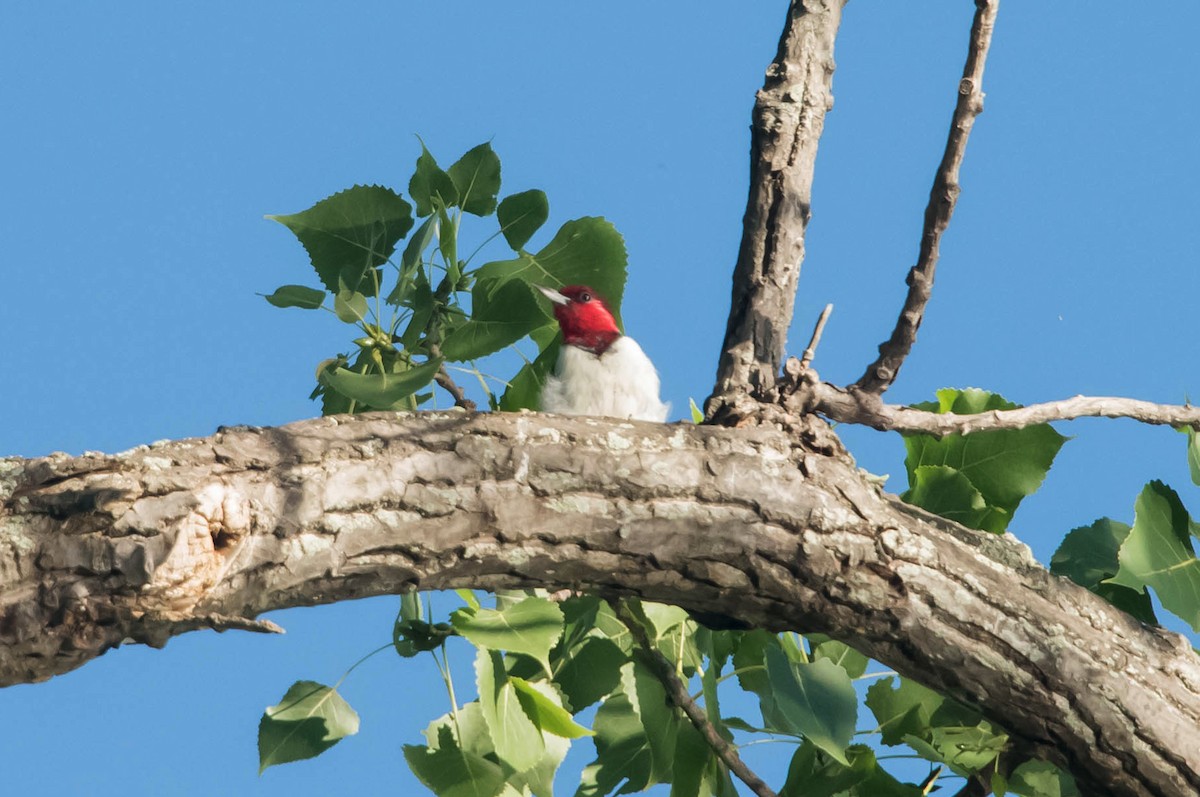 Red-headed Woodpecker - ML65401141