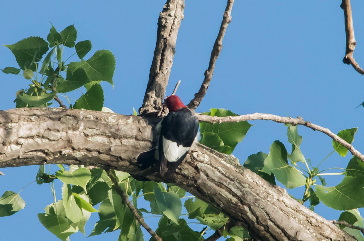 Red-headed Woodpecker - ML65401151