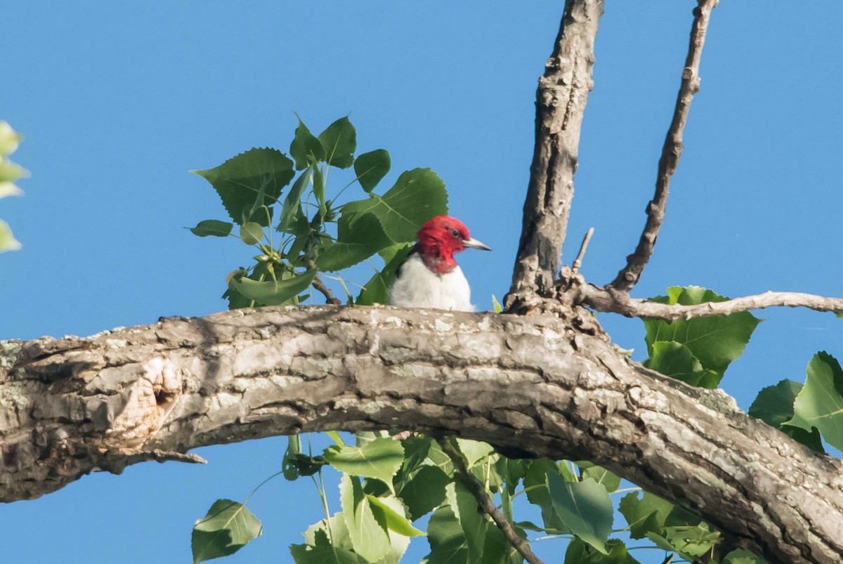 Red-headed Woodpecker - ML65401171