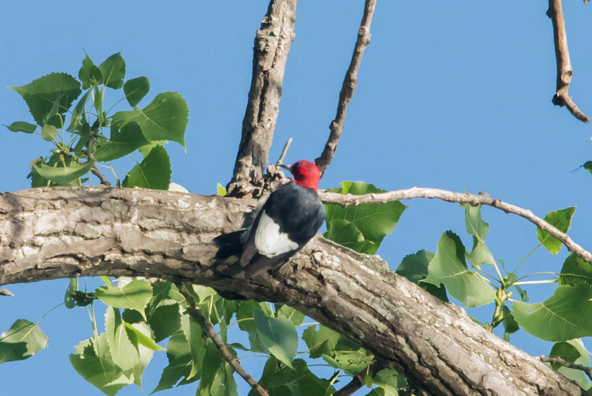 Red-headed Woodpecker - ML65401181