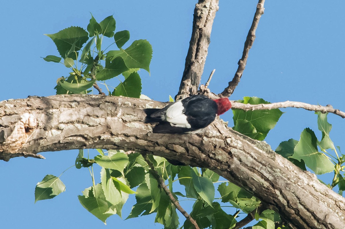 Red-headed Woodpecker - ML65401191