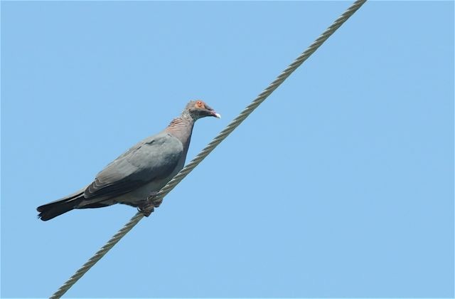 Pigeon à cou rouge - ML65402681