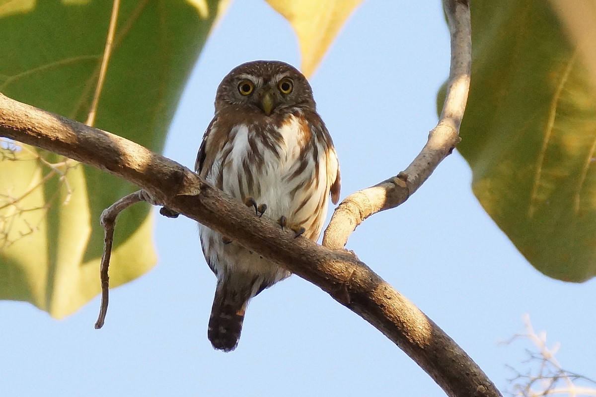 Ferruginous Pygmy-Owl - Réal Boulet 🦆