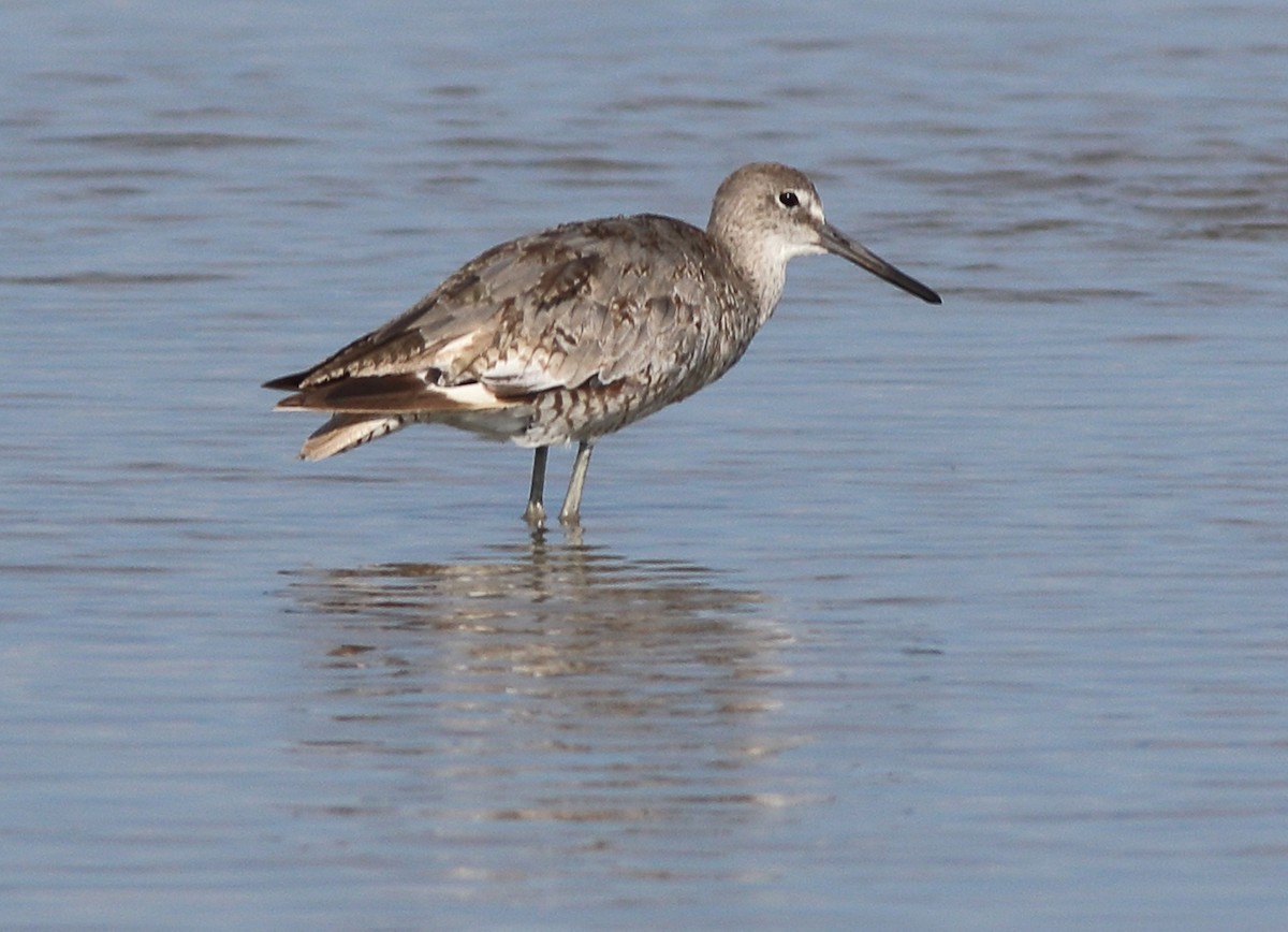 Willet (Western) - Patricia Isaacson