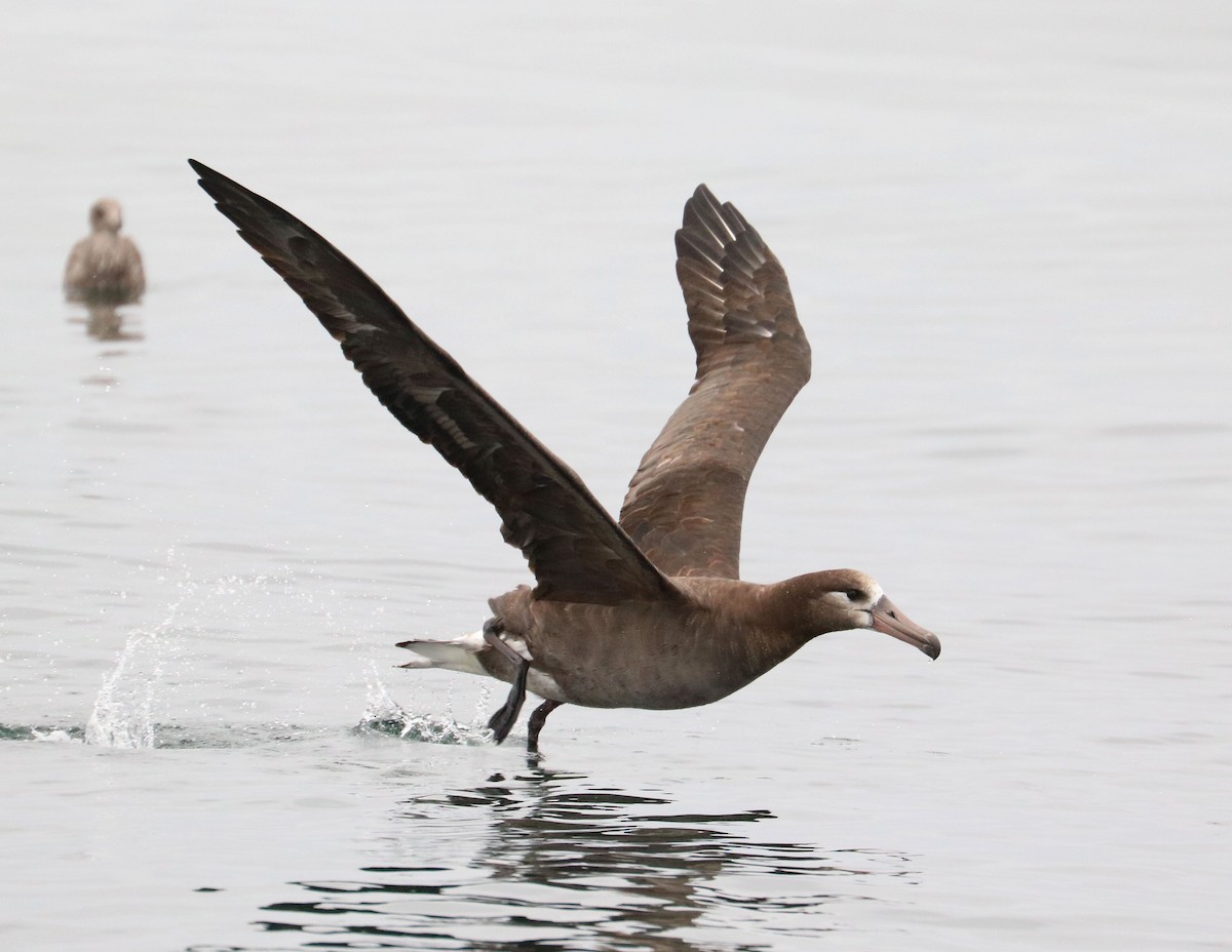 Black-footed Albatross - Jason Ransom