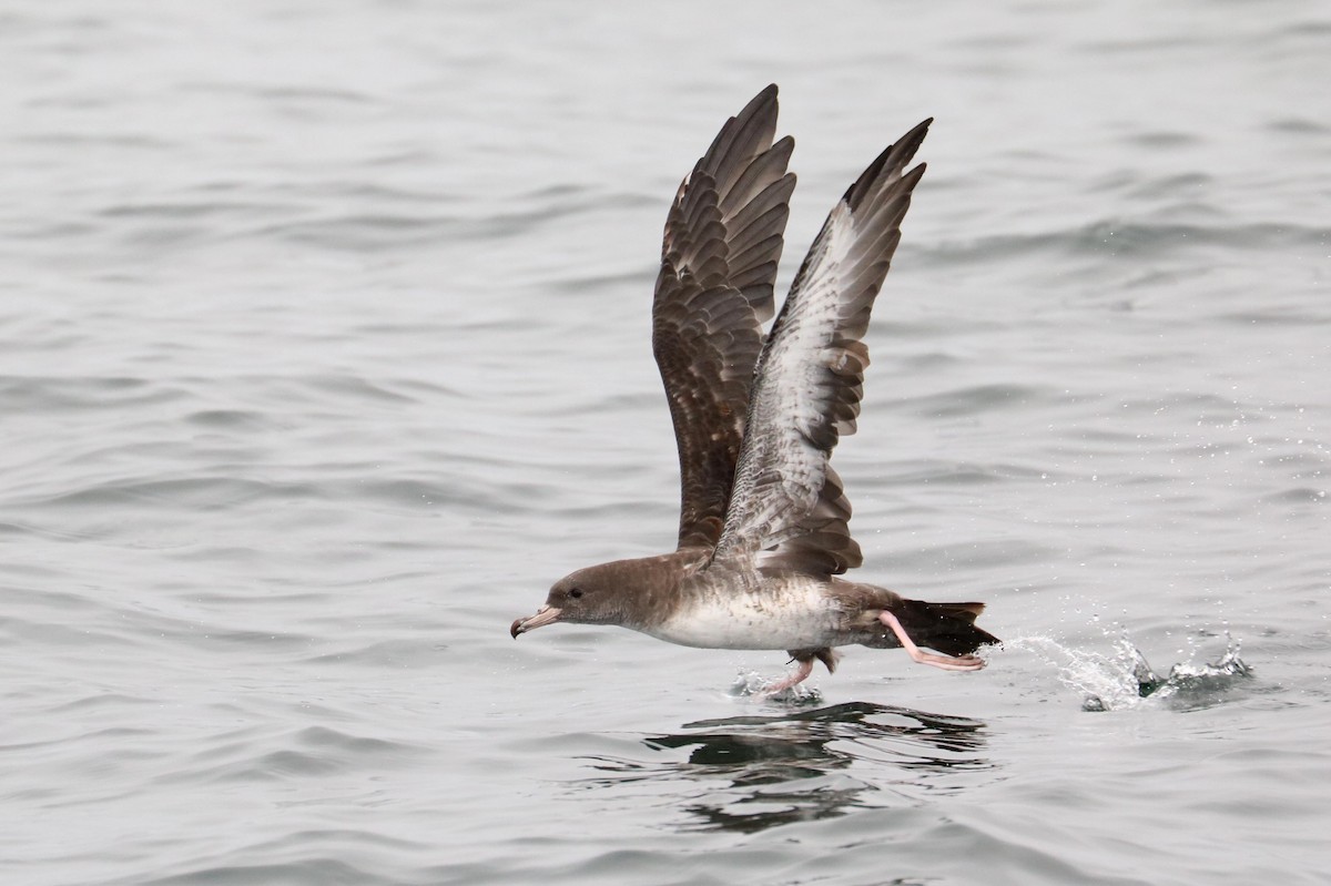 Pink-footed Shearwater - Jason Ransom
