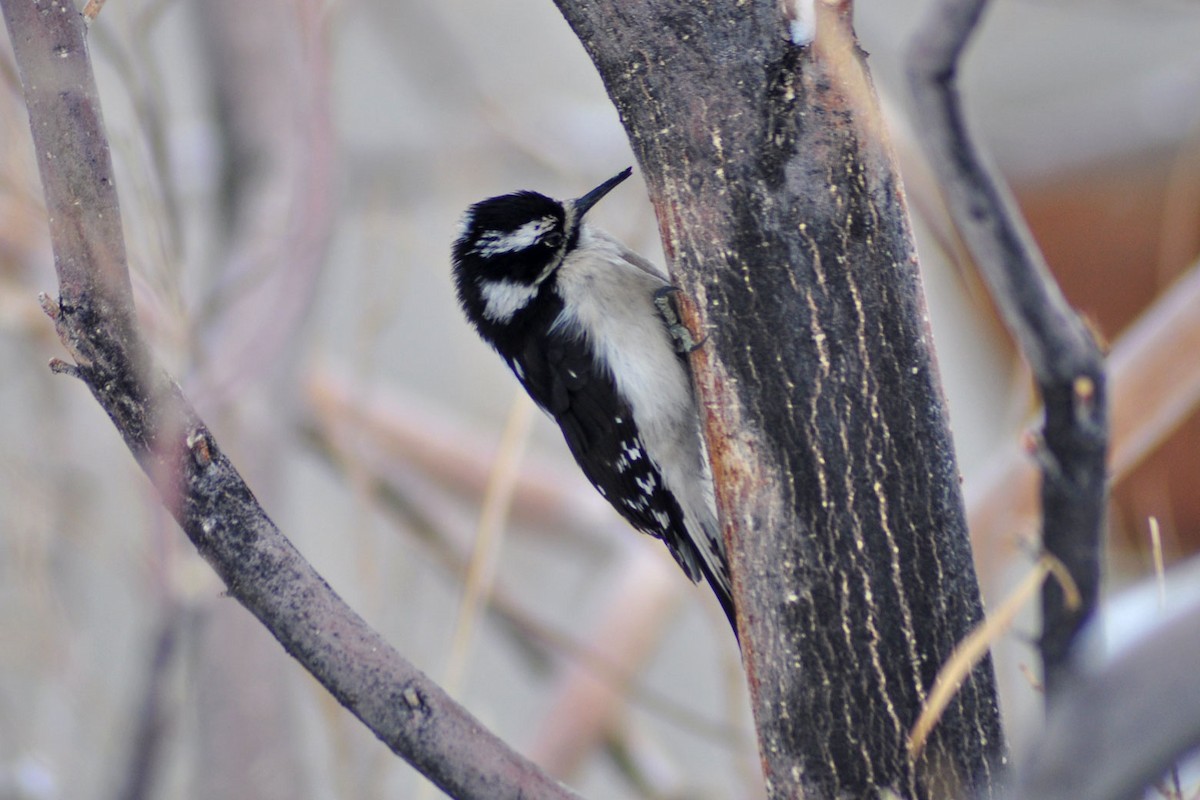Downy Woodpecker (Rocky Mts.) - Janet Rathjen
