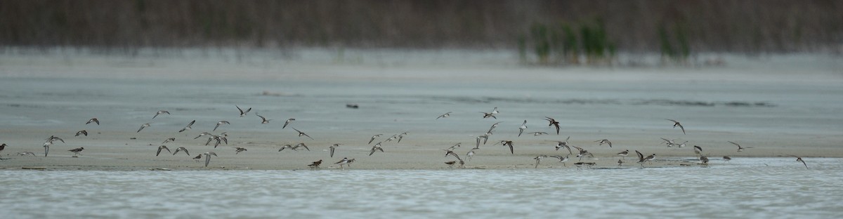 Semipalmated Plover - ML65406121