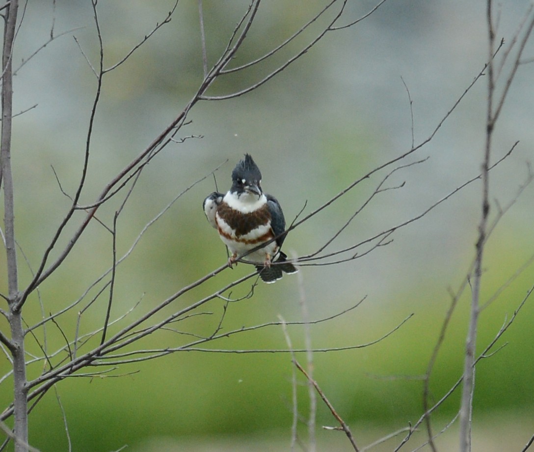 Belted Kingfisher - Raymond Ladurantaye
