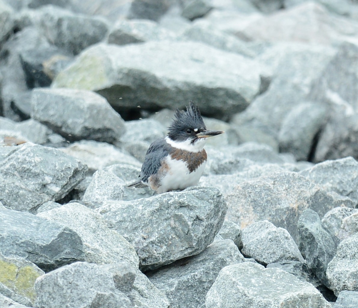 Belted Kingfisher - ML65406391
