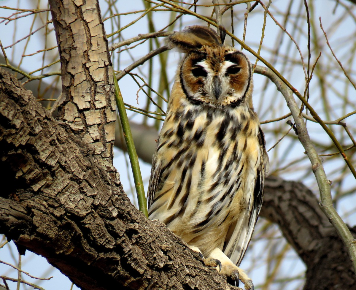 Striped Owl - Julián Tocce