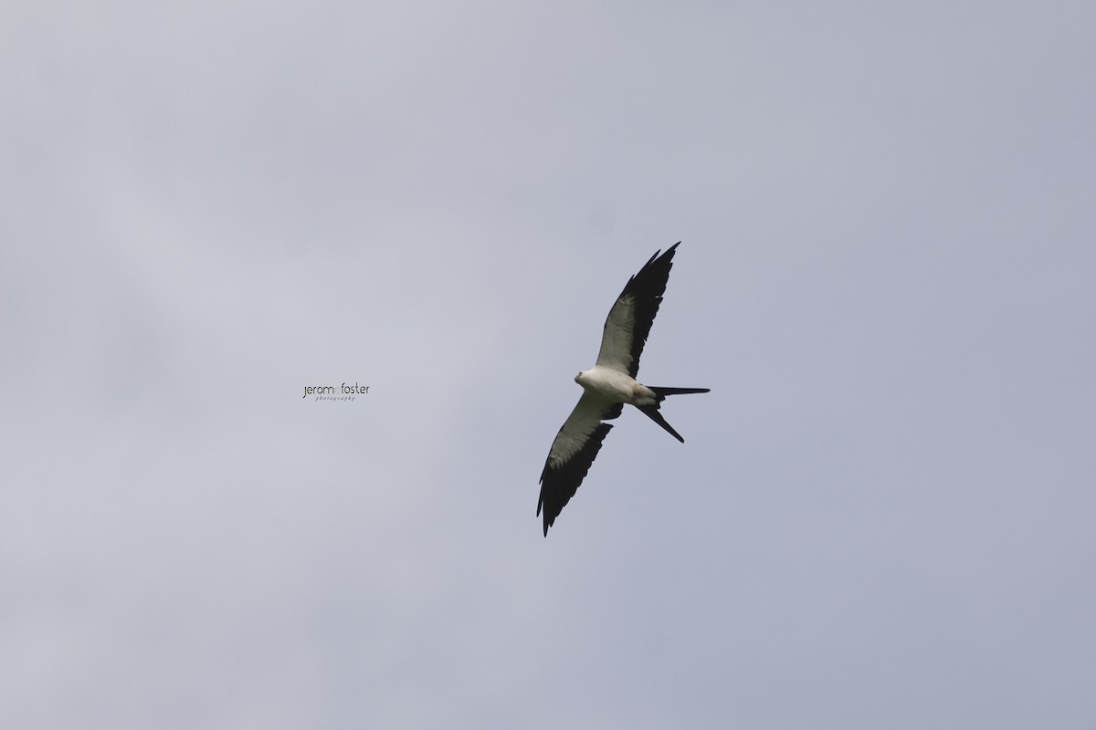 Swallow-tailed Kite - Jerome Foster