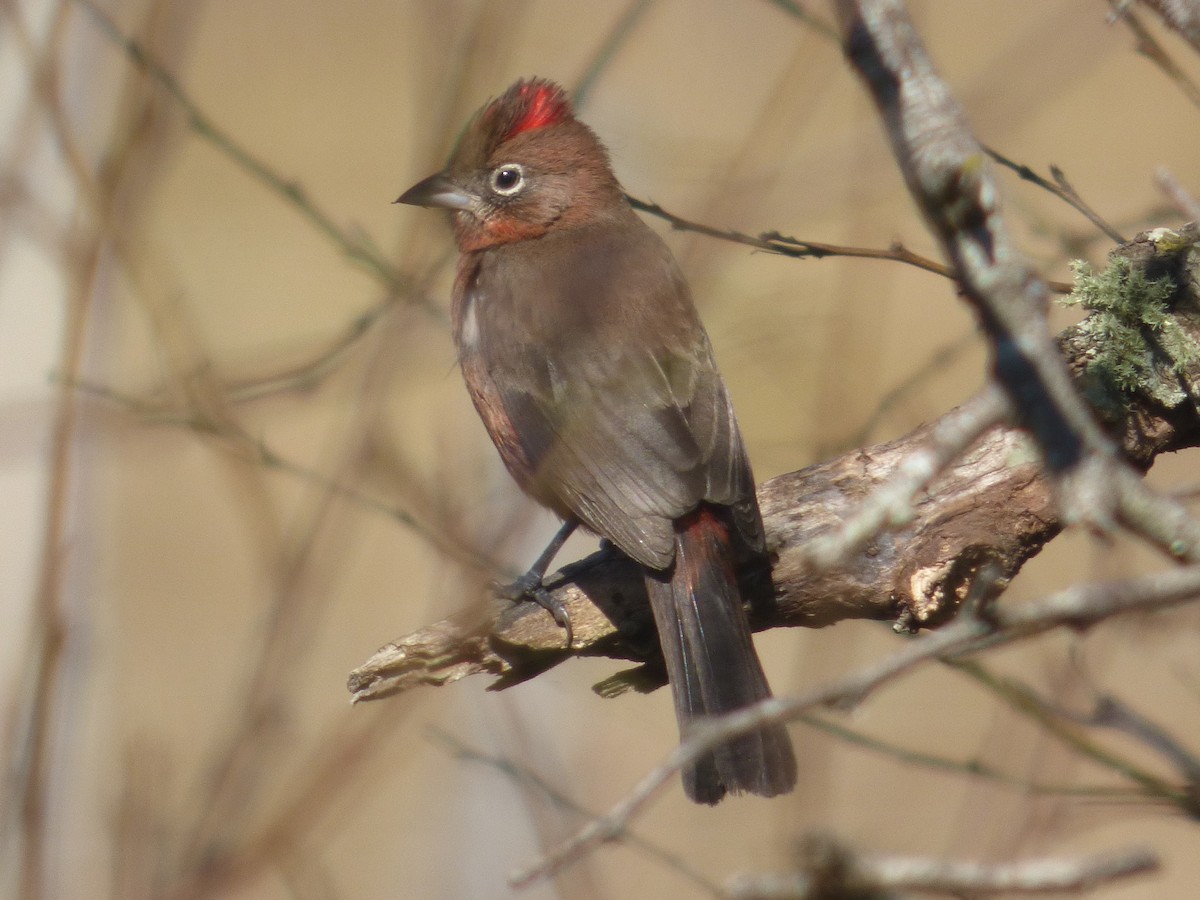 Red-crested Finch - Gaspar Borra