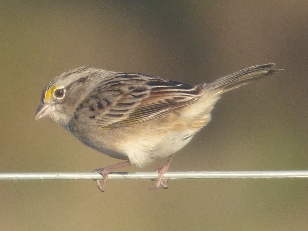 Grassland Sparrow - Gaspar Borra