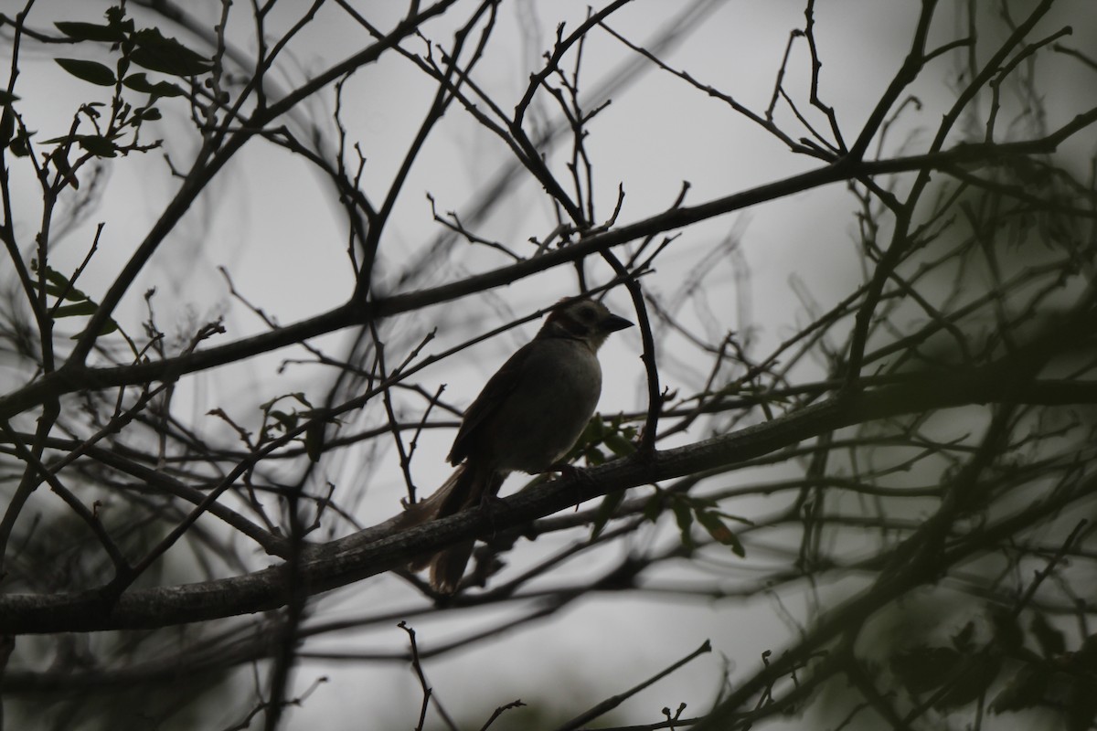 White-faced Ground-Sparrow - Roger Medina