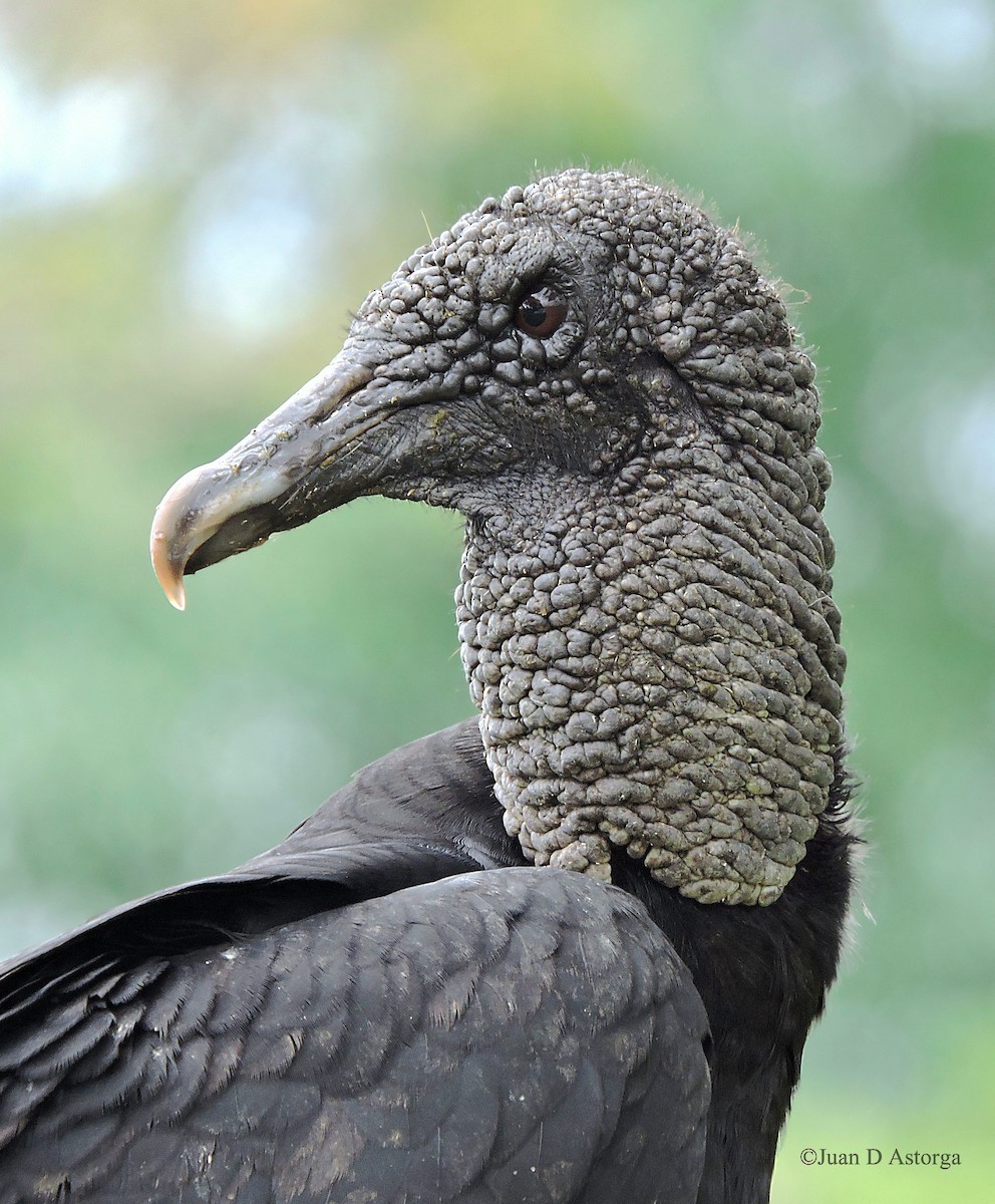 Black Vulture - ML65409751