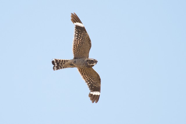 Lesser Nighthawk