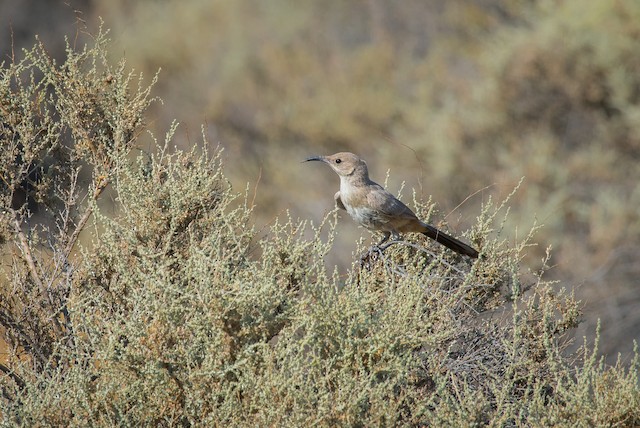 LeConte's Thrasher