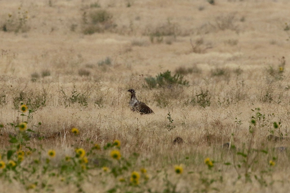 Greater Sage-Grouse - ML65410891