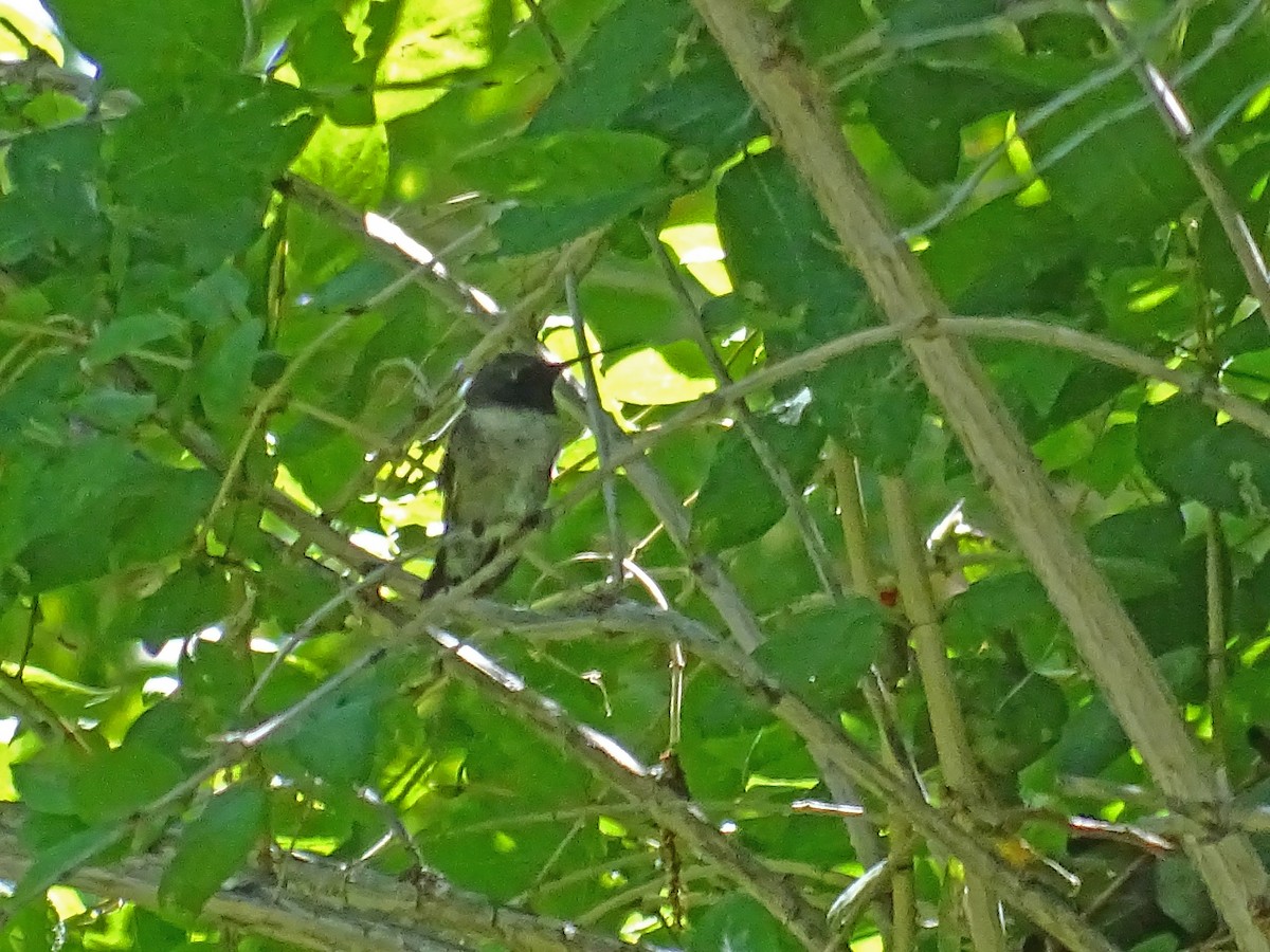 Black-chinned Hummingbird - Craig Miller