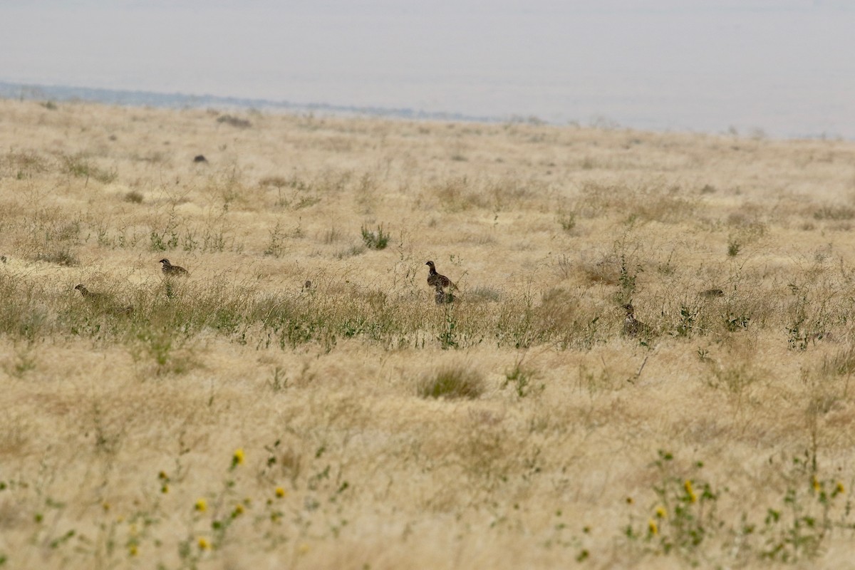 Greater Sage-Grouse - ML65410941