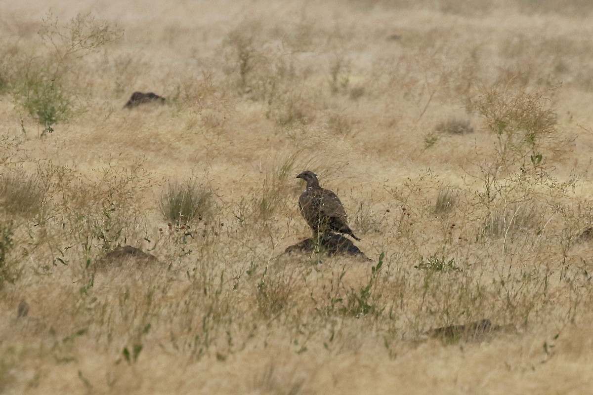 Greater Sage-Grouse - ML65410961
