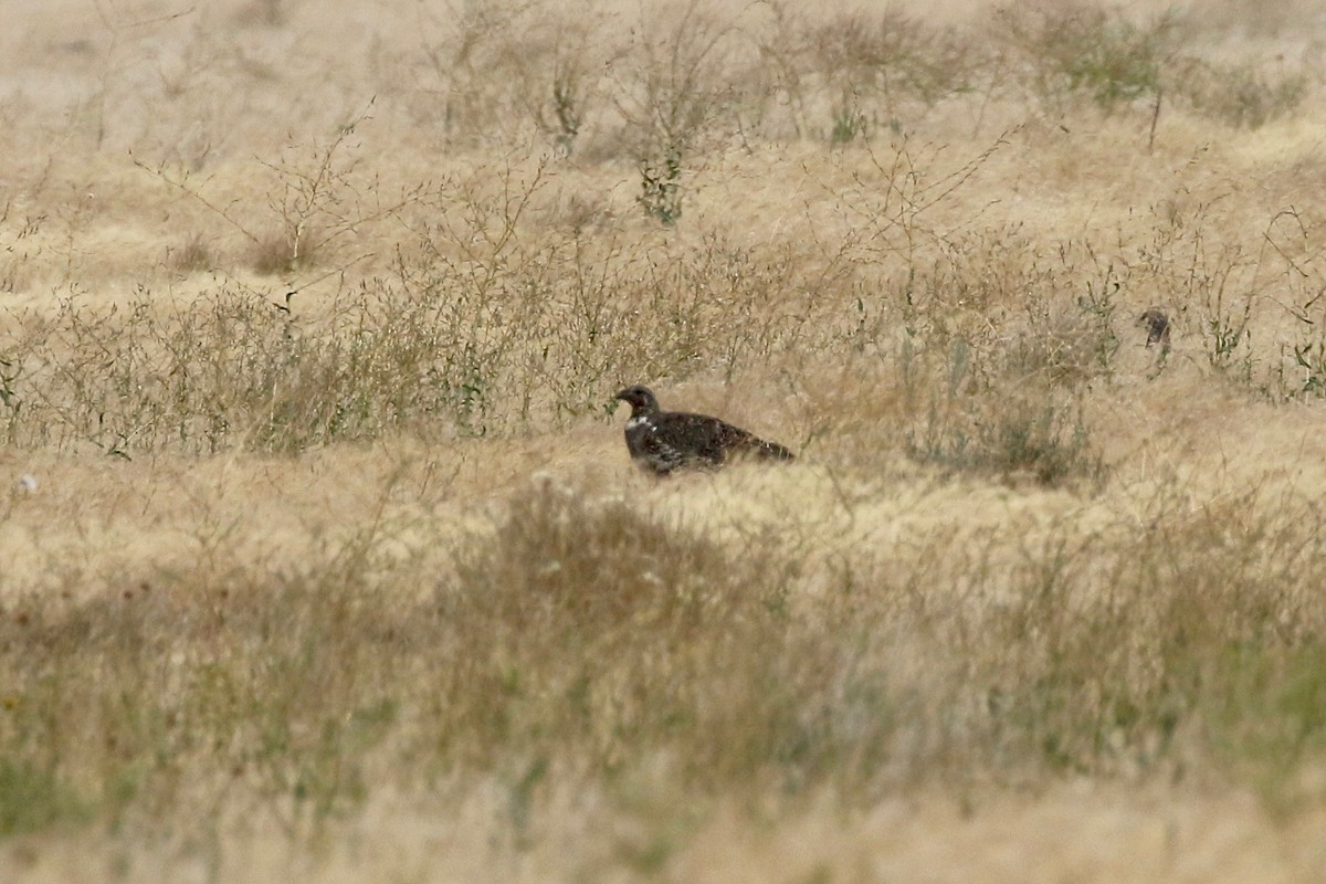 Greater Sage-Grouse - ML65410971