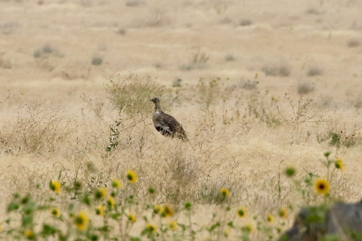 Greater Sage-Grouse - ML65410981