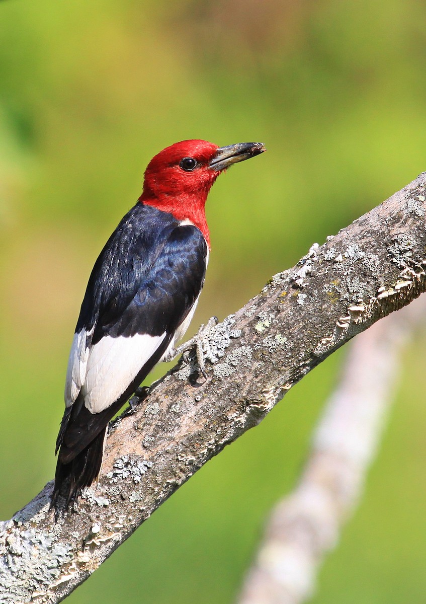 Red-headed Woodpecker - Rufus Wareham