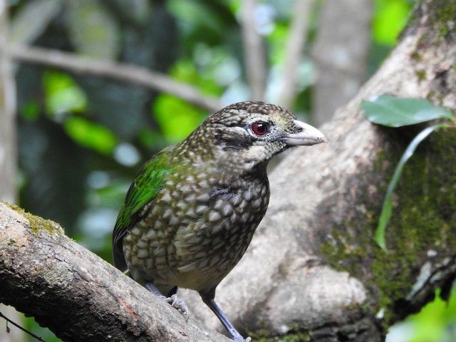 Spotted Catbird (Ailuroedus maculosus) - Wet Tropics endemic bird, Queensland Australia