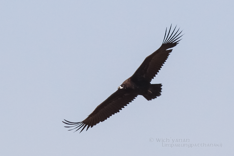 Cinereous Vulture - Wich’yanan Limparungpatthanakij