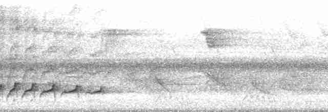 Black-banded Woodcreeper (Spot-throated) - ML65419