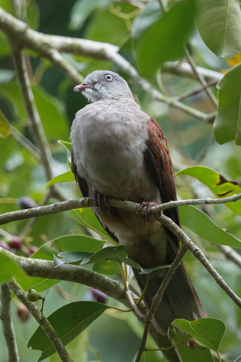 Mountain Imperial-Pigeon - ML65419021