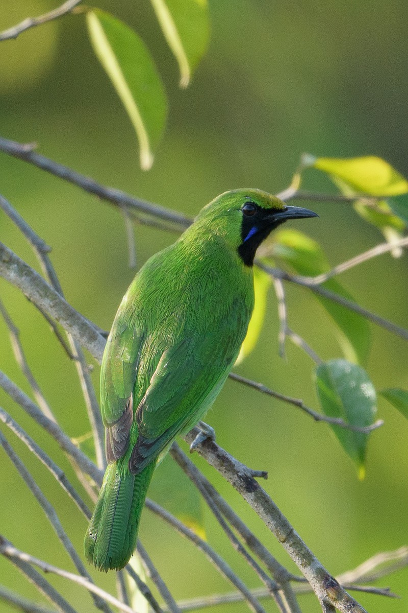 Lesser Green Leafbird - Francis Yap