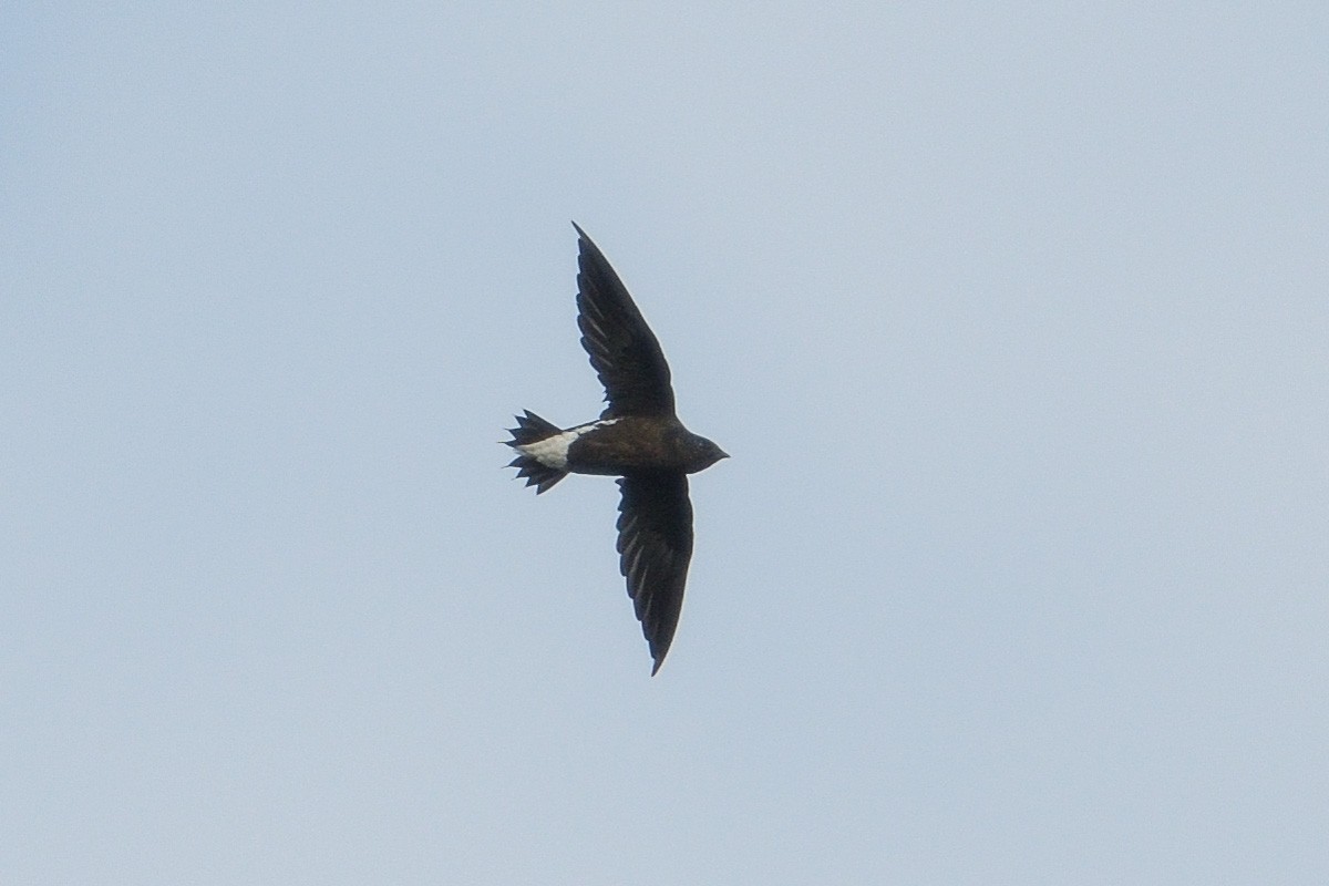 Brown-backed Needletail - Francis Yap