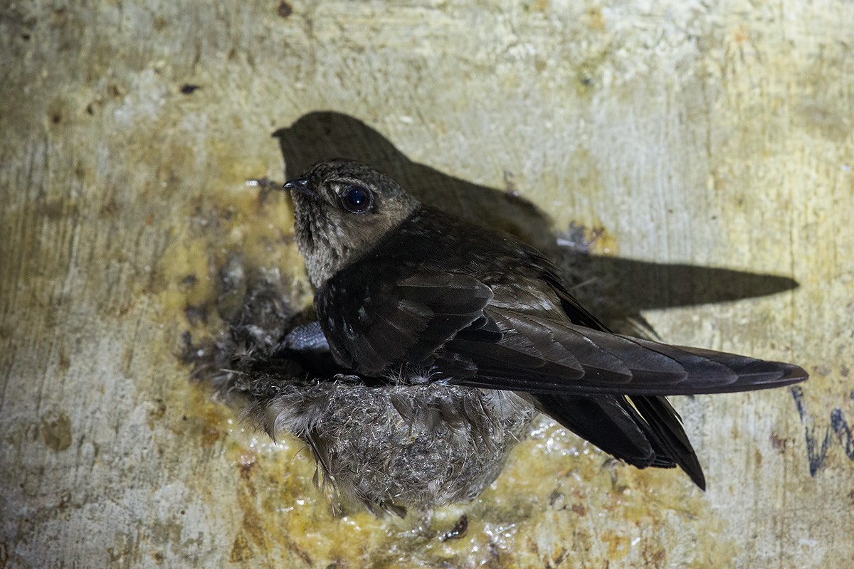 Black-nest Swiftlet - Aerodramus maximus - Birds of the World