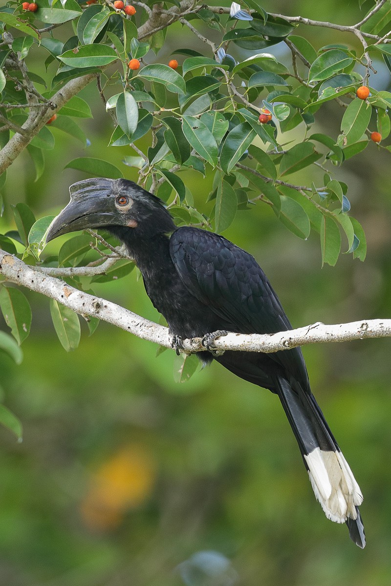 Black Hornbill - Francis Yap