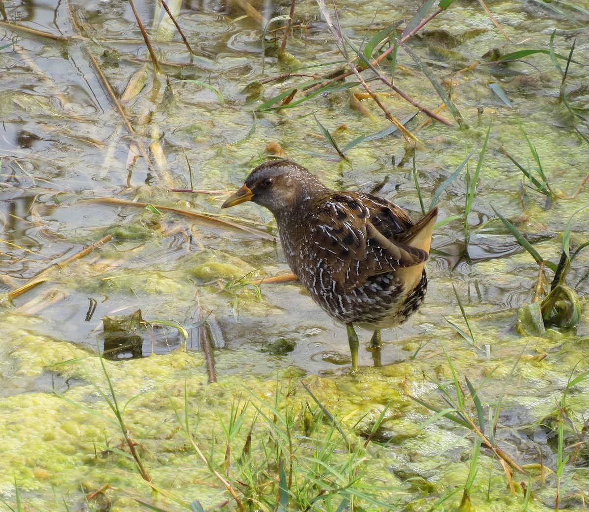 Spotted Crake - ML65419841