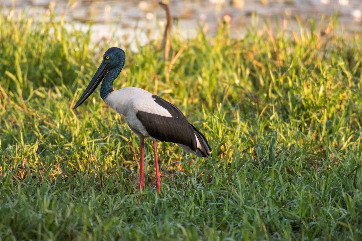 Black-necked Stork - ML65420711