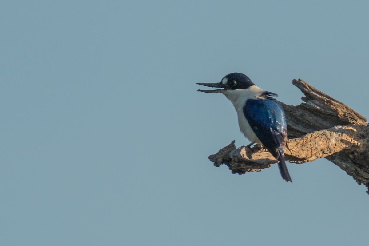 Forest Kingfisher - ML65420971