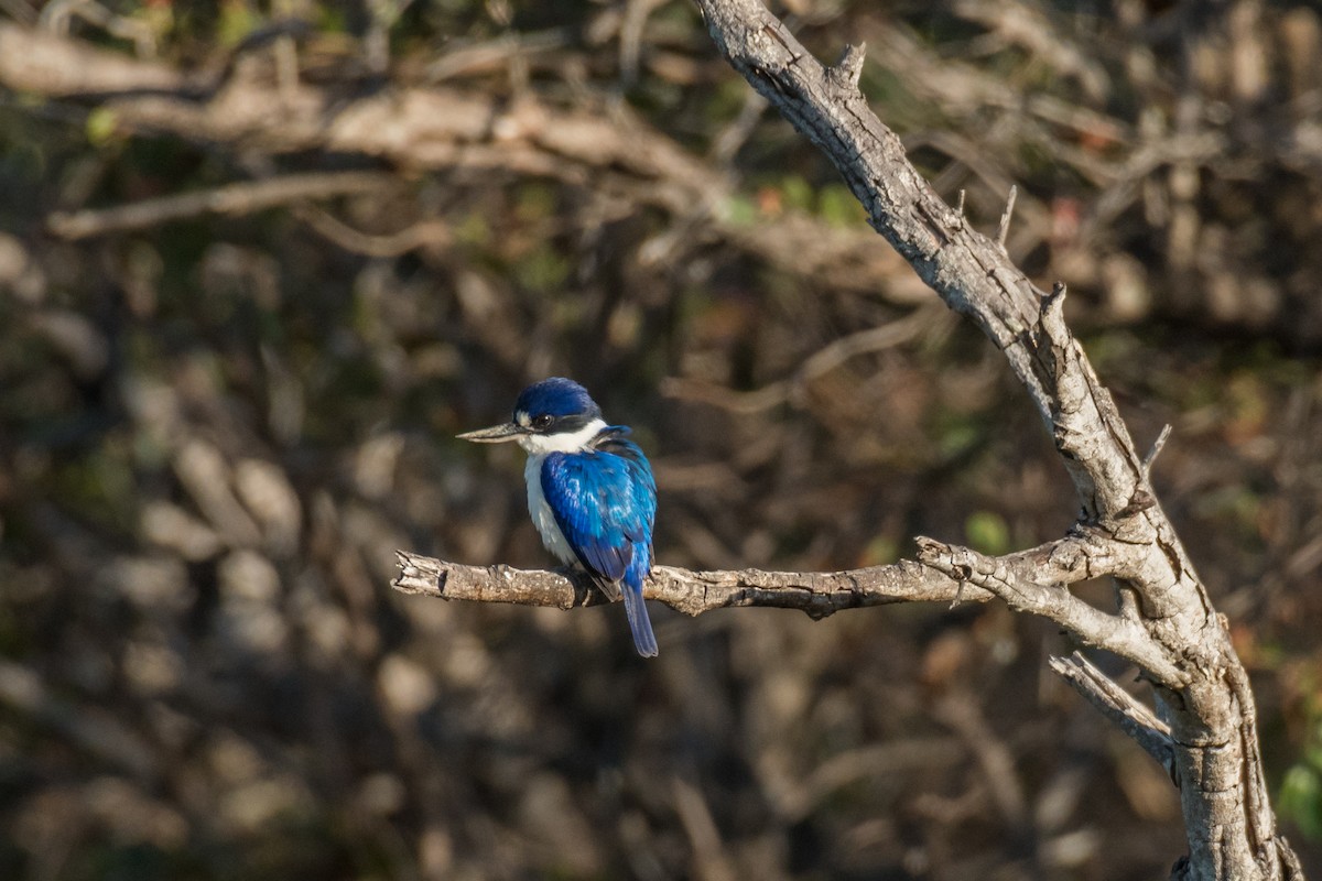 Forest Kingfisher - ML65420991