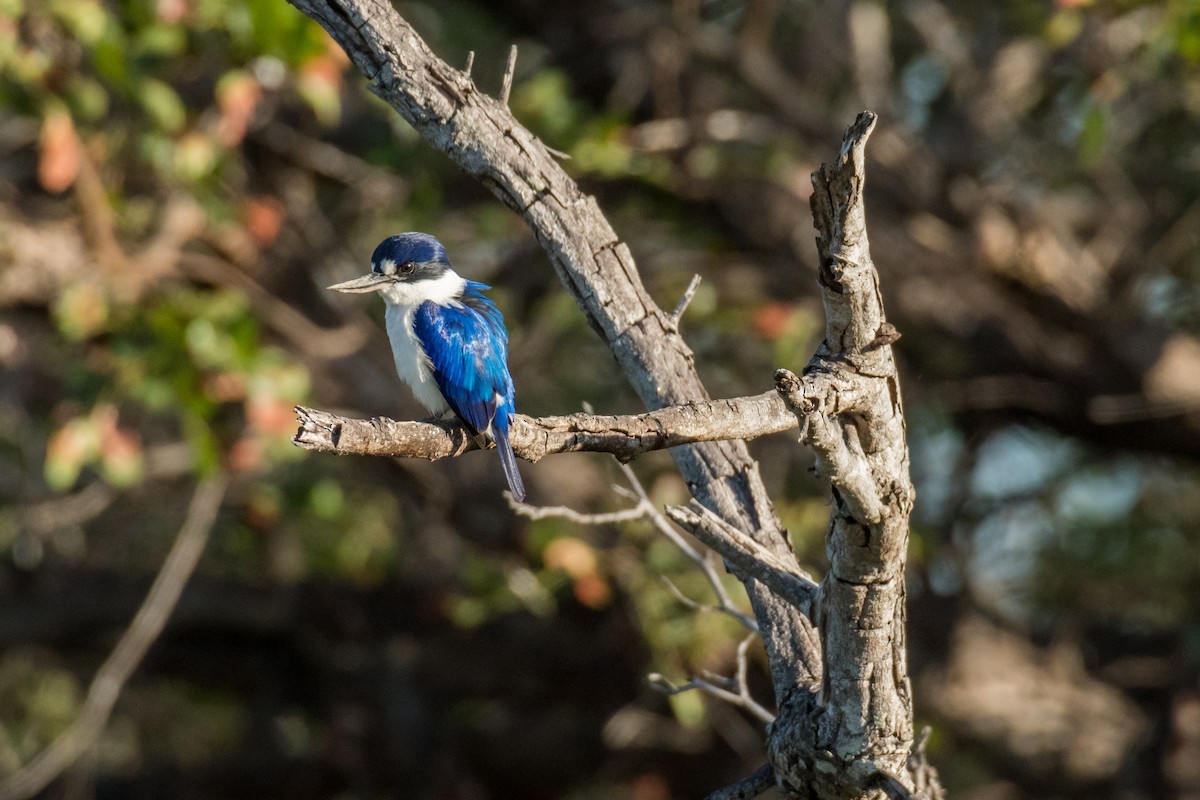 Forest Kingfisher - ML65421151