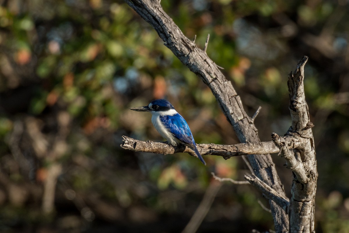 Forest Kingfisher - ML65421161