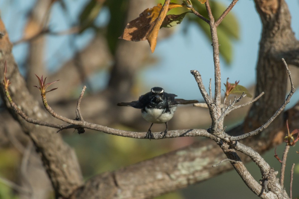 Willie-wagtail - ML65421451