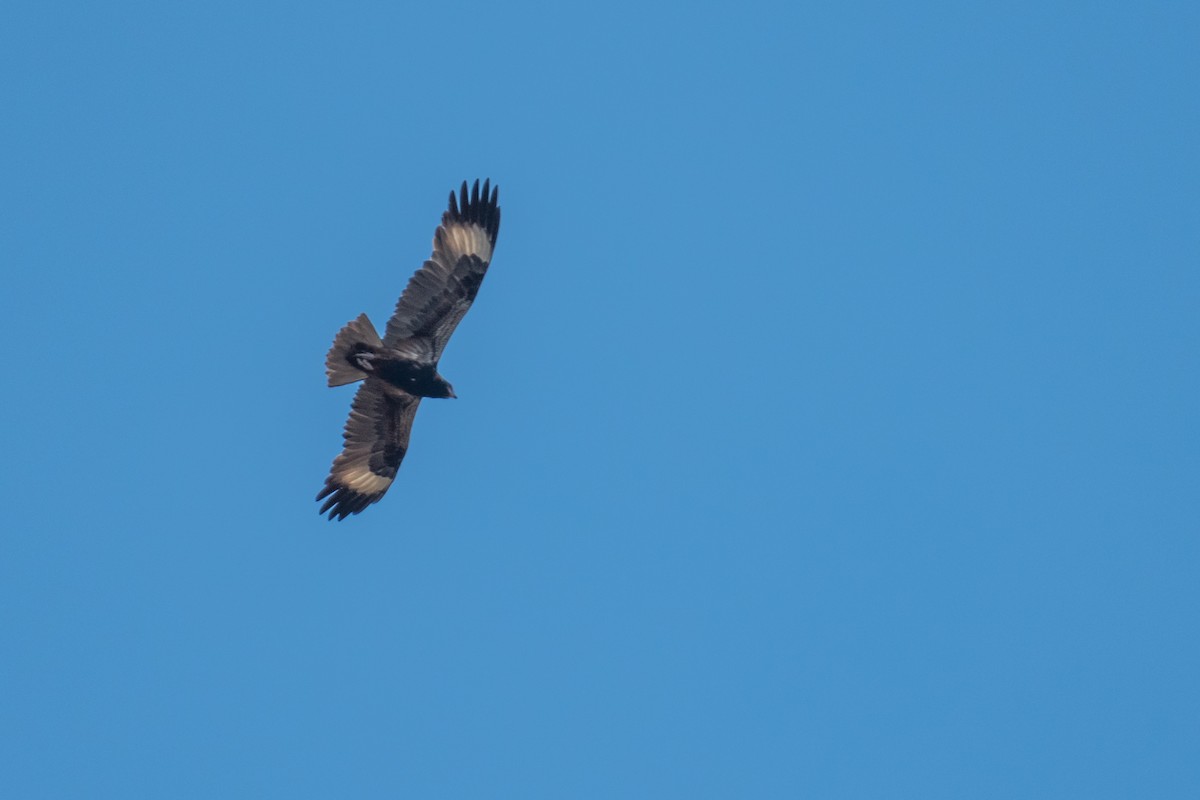 Black-breasted Kite - ML65421541